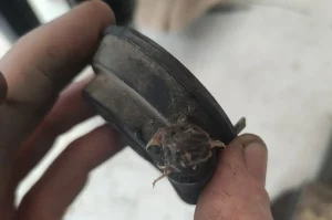 Engrasado del sinfín de un vespino en proceso de restauración